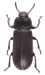 Tenebrio Molitor adulto