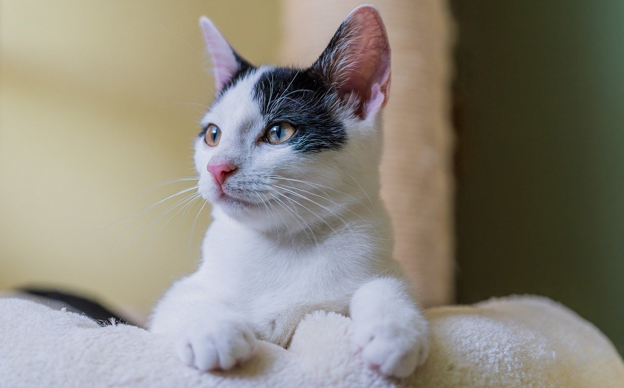 A pesar de las buenas intenciones detrás de esta ley, surge una preocupación legítima sobre su efectividad y el exceso de regulación que impone a los propietarios de mascotas, especialmente los dueños de gatos. Muchos veterinarios dudan de la eficacia de las medidas punitivas previstas en la ley, como las multas de hasta 50.000 euros por no cumplir con la identificación del animal. Es importante señalar que esta regulación también impone la obligación de inscribir a los gatos en el registro de mascotas de la comunidad autónoma correspondiente. Esto agrega una carga burocrática adicional a los propietarios, lo que puede ser percibido como un exceso de regulación. De entrada, ya está asumido que con la entrada en vigor de la ley cientos de miles de mascotas van a ser abandonadas por sus dueños para no asumir los nuevos trámites burocráticos y costes que le suponen los chips y los seguros que la ley les obliga a contratar. De aquí a final de año las perreras municipales y todas las organizaciones de acogida de mascotas van a estar absolutamente saturadas de animales abandonados; muchos dueños van a asumir qué es más práctico abandonar a su mascota qué exponerse a multas que irán de los 10.000 a los 50.000 euros por no cumplir cualquiera de estos trámites.