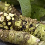 Raíces de wasabia japonica recién recolectadas y listas para ser ralladas y convertidas en wasabi