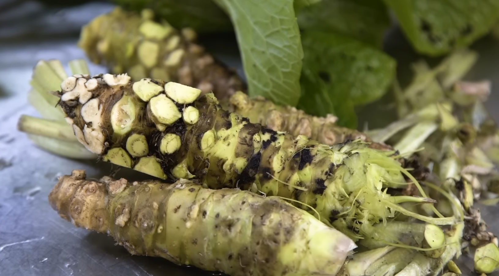 El wasabi, esa pasta verde intensa y picante que acompaña a muchos platos de la cocina japonesa, es mucho más que un simple condimento. Originario de Japón, el wasabi ha trascendido las fronteras de su país natal para convertirse en un ingrediente apreciado mundialmente, tanto por su sabor único como por sus propiedades. Se obtiene de la raíz del Wasabia japonica, una planta que pertenece a la familia del rábano, la col y la mostaza.