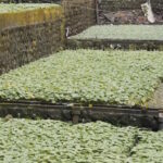 Terrazas inundadas para el cultivo de wasabia japonica