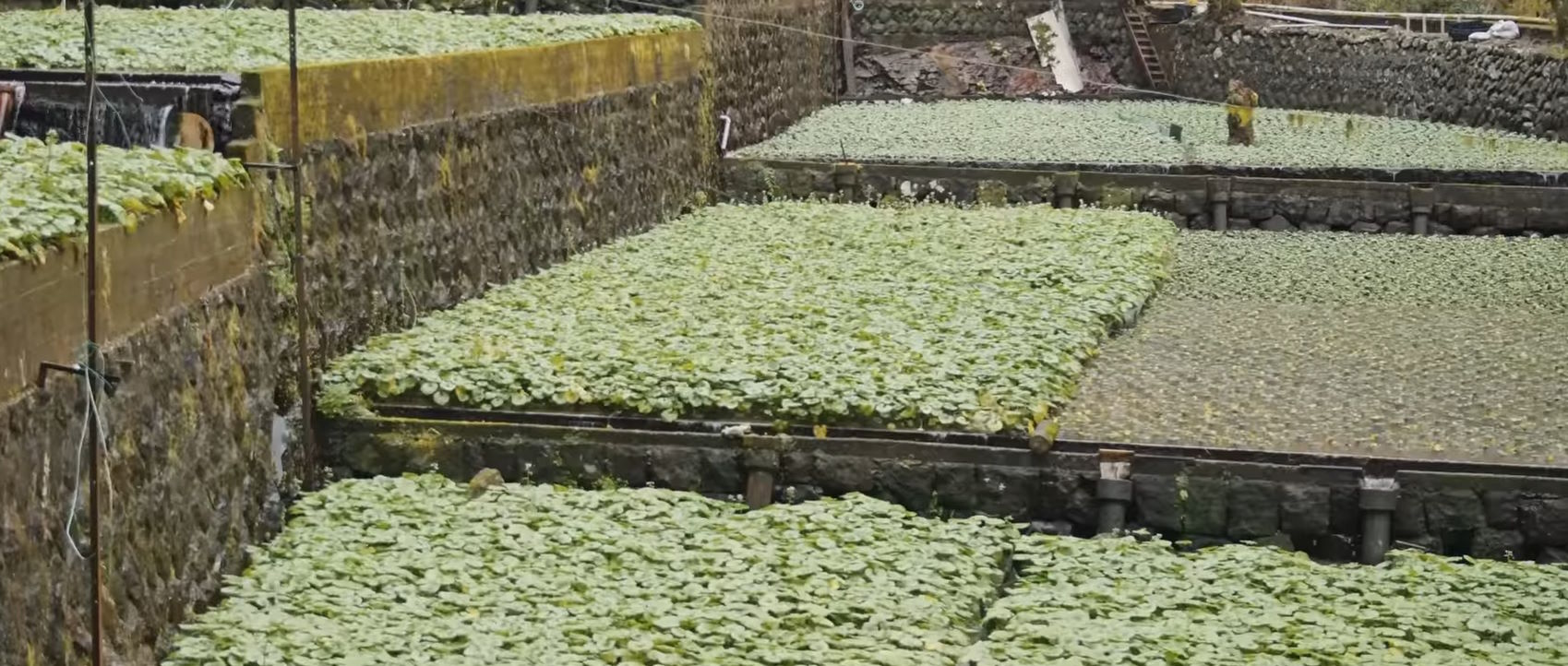 El método sawa es el tradicional y el más eficaz para producir wasabi de alta calidad. En este sistema, las plantas crecen en terrazas regadas abundantemente por agua fría de corrientes de montaña. Este método imita el hábitat natural del wasabi y produce un sabor y picor superiores. Sin embargo, es laborioso y requiere un mantenimiento constante para asegurar que las condiciones del agua sean las adecuadas.