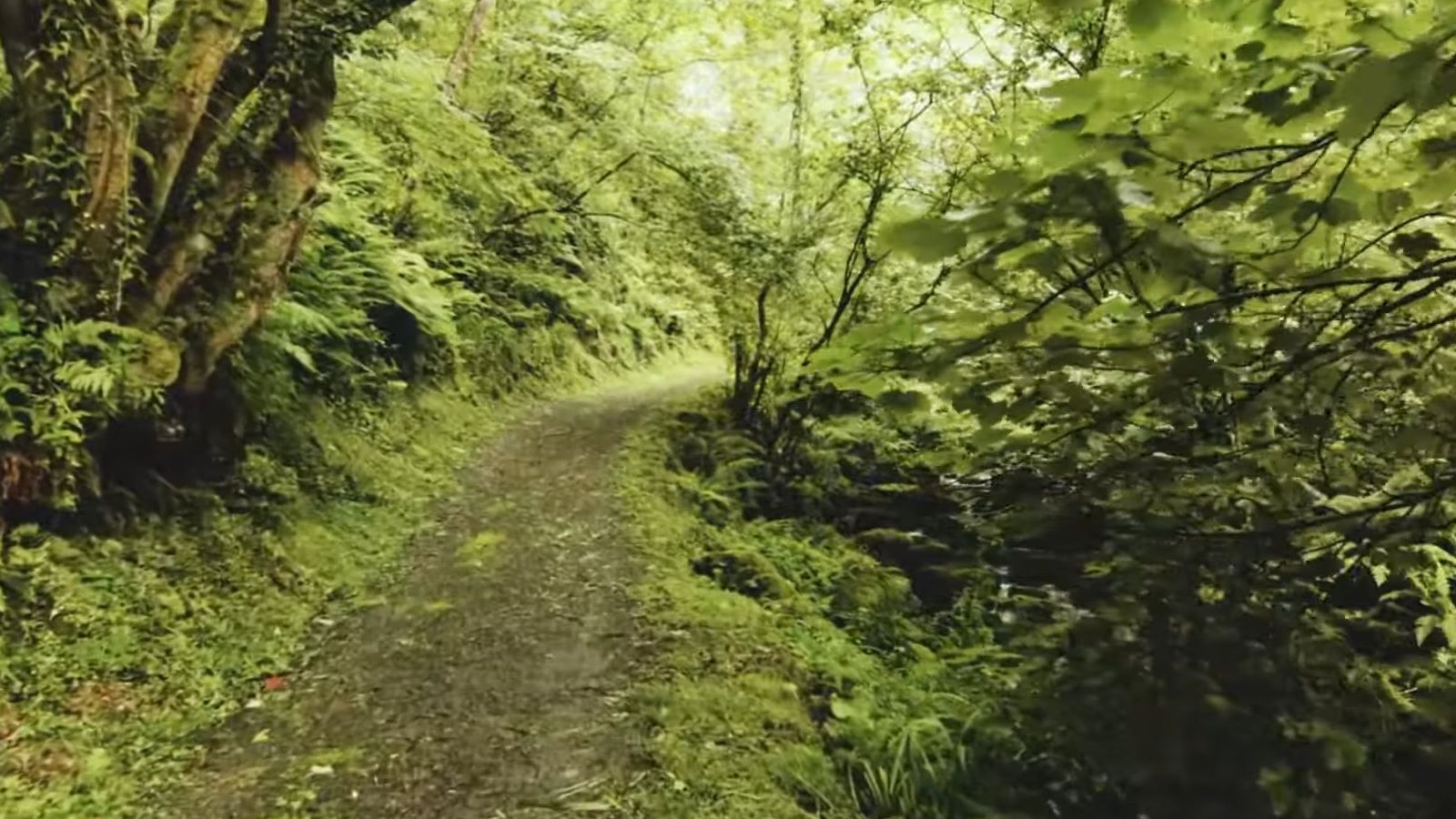 La visita a Vilarxubín suele hacerse como punto de partida para una de las dos rutas senderistas que nos llevan entre los bosques atlánticos mejor conservados de Europa, moviéndonos entre un verdor que es natural para los gallegos pero que a los que vivimos en el sureste, luchando contra la desertificación, nos parecen casi mágicos.