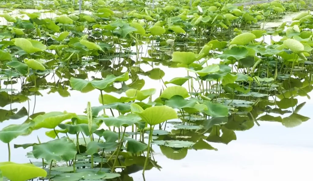 Cultivo de plantas de loto